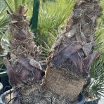 Palma vláknitá (Washingtonia filifera) – výška kmeňov 50-60 cm/80-90 cm, celková výška 200 cm, kont. C110L (-10°C) DVOJIČKY
